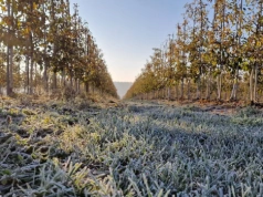 Prognoza pogody: IMGW podaje kiedy wystąpią przymrozki