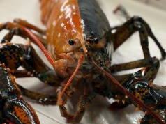 Homar o dwóch twarzach. Jeden taki przypadek na 50 milionów