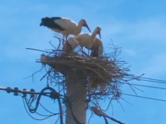 Bociany pechowo wybrały Rzeszów. PGE Dystrybucja: “Nie jesteśmy od pomagania zwierzętom”