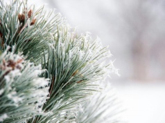 Przymrozki w województwie lubelskim. IMGW wydał ostrzeżenia dla regionu