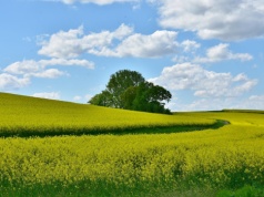 Cena ziemi odjechała. Rolnik musi sprzedać nawet 130 ton pszenicy za hektar