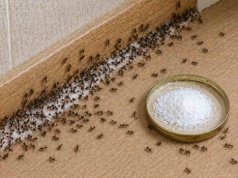 Użyj cukru i tego. Działa na mrówki jak broń atomowa