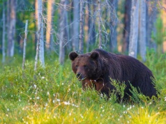 Najnowsze badania zaskakują. Dlaczego w Tatrach jest więcej niedźwiedzi?