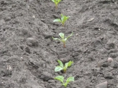 Przymrozek w burakach cukrowych: co robić po fali chłodów i jak ocenić straty?