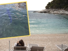 Zdjęcia z Chorwacji przeraziły turystów. "Już tam nie jadę". Pływały blisko brzegu