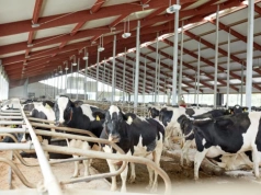 „Zmierzamy ku załamaniu cen mleka”. Branża chce ograniczyć produkcję