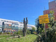 Kontrowersyjna wycinka drzew w centrum Rzeszowa. Strefa Działań Miejskich pyta: kto podjął decyzję i dlaczego teraz?