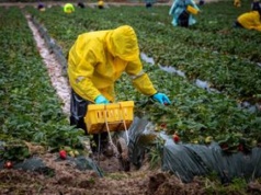 Biją się o pracowników z Polski. W sezonie można tu zarobić 16 tys. zł