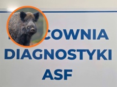 Zwiększona liczba przypadków Afrykańskiego Pomoru Świń w powiecie piotrkowskim. Służby apelują do hodowców