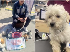 Straż miejska odebrała żebrakowi wycieńczoną suczkę. Pomagała mu zarabiać