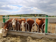 Ceny bydła lecą w dół. Nawet 1 zł/kg mniej – sprawdź stawki