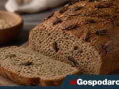 Chleb ze świerszczy. Polacy powiedzieli, czy chcą go zjeść