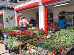 Rozpoczął się sezon działkowy. Mieszkańcy Świnoujścia ruszyli po sadzonki