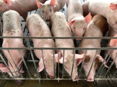 Przełom po 7 latach. Niemiecka wieprzowina wraca na ważny rynek