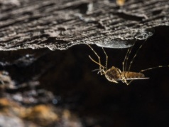Komary dotarły tam, gdzie nigdy nie były. To nie jest dobry sygnał