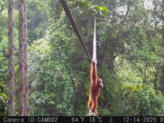 Po dwóch latach się udało! Orangutan skorzystał z przejścia nad drogą