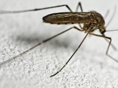 Żegnajcie komary wlatujące przez okno. Skuteczne w 100 proc. rozwiązanie jest na wyciągnięcie ręki