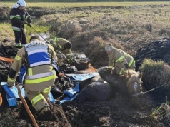 Akcja ratunkowa na bagnach. Strażacy ratowali konie, które ugrzęzły w rowie