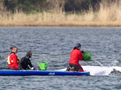 Trwa walka o życie wieloryba Timmy'ego. Niemieckie media donoszą o sukcesie
