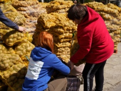 Ostatnia szansa w Krakowie na darmowe ziemniaki. W środę rozdają ostatnie 10 ton