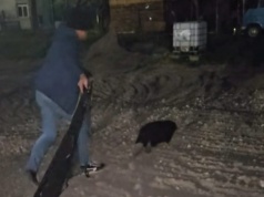 Bóbr wybrał się na spacer po mieście. Dla jego dobra zawieziono go z powrotem nad rzekę