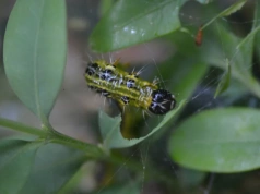 Załóż czarny worek na bukszpan. Ten prosty zabieg eliminuje ćmę nawet w kilka godzin