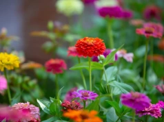 Wysiej cynie w maju. W 6 tygodni zakwitną – ogród kolorowy do jesieni