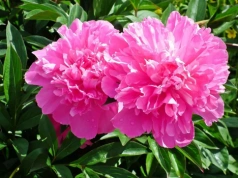 Wystarczy obrać 5 ziemniaków. Piwonie eksplodują kwiatami