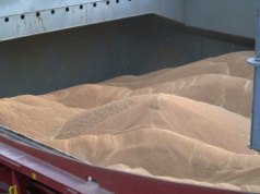 Ceny zbóż na najbliższym czasie. Analitycy piszą scenariusze, a w tle mniej zbiorów i pełne magazyny