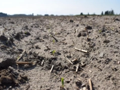 Buraki po przymrozkach. Pryskać czy się wstrzymać? Tu łatwo o błąd