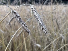 Tańsze zboża na targowiskach