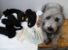 W bagażach i schowkach przewozili miliony. Gotówka nie została zgłoszona celnikom