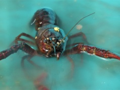 Wysoka cena za głupotę! Turystkom grozi areszt