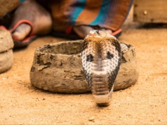Śmierć turysty po ukąszeniu węża. Tragedia w egipskim hotelu