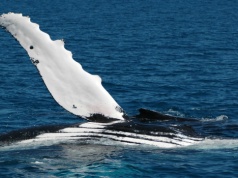 Ruszył transport humbaka z Bałtyku. Wpływa na wody Danii