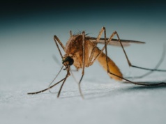 Masz tę grupę krwi? Komary nie dadzą Ci spokoju przy grillu. Sprawdź, jak oszukać ich sensory!