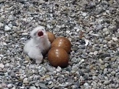 Pierwsze pisklę w gnieździe sokołów na PKiN