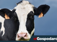 Powstanie marka „Polska Wołowina”