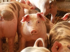 Znaczny wzrostu importu hiszpańskiej wieprzowiny do Polski. Ceny tuczników coraz niższe