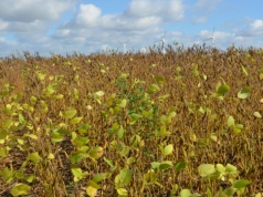 Rynek soi i wołowiny w EUDR. Jak będzie wyglądało to w praktyce?