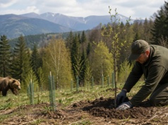 Leśnicy z Sądecczyzny sadzą sady dla niedźwiedzi. Chcą zatrzymać je z dala od domów