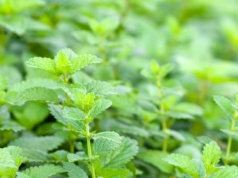 Salmonella w produkcie ziołowym. GIS ostrzega