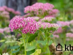 Ta roślina przetrwa wszystko. Podlewanie? Prawie nie jest potrzebne