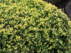 Masz dość ćmy bukszpanowej? Zamiast bukszpanu posadź ten odporny krzew