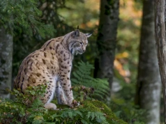 Jak powstawały „Szepty lasu”. Kulisy wyjątkowego filmu przyrodniczego