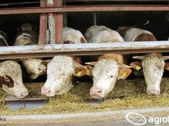 Nowe obowiązki dla hodowców zwierząt. 18 czerwca to kluczowy termin