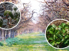 Arktyczne powietrze nad Polską. Wyż przyniesie śnieg i dwucyfrowe przymrozki. Sadownicy załamani