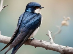 Lejmy wodę! Róbmy błoto! To dla jaskółek lepiących gniazda wiosną