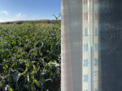 Po trzech nocach mrozu rzepak już pokazuje szkody. Dziś w nocy nawet -9!