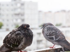 Jak pozbyć się gołębi z balkonu? Sposób na czysty parapet i balkon